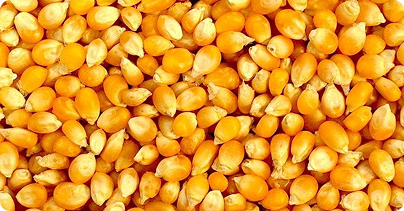 Corn-img